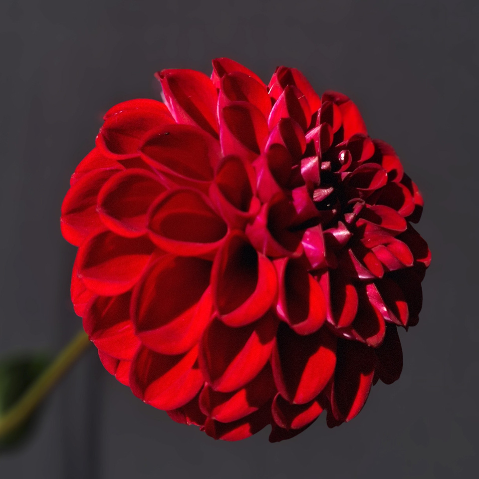 Cornel Red