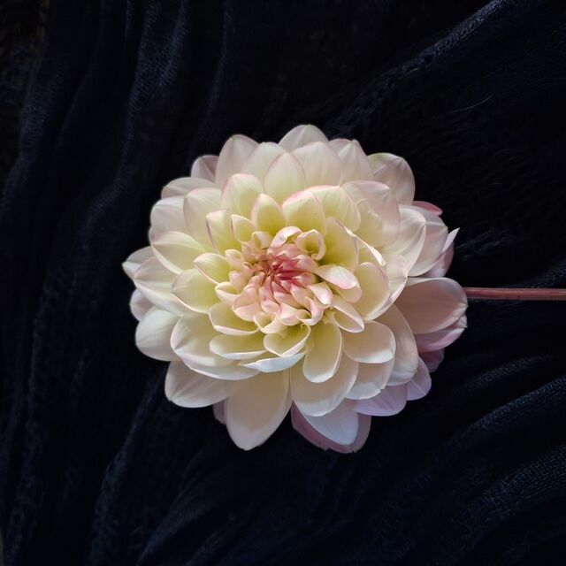 All Pre-Order Dahlia