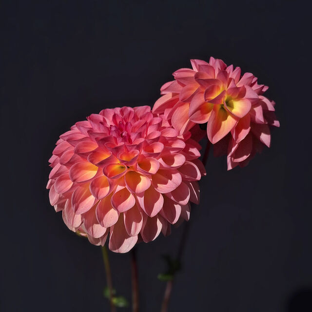 Pink Suffusion