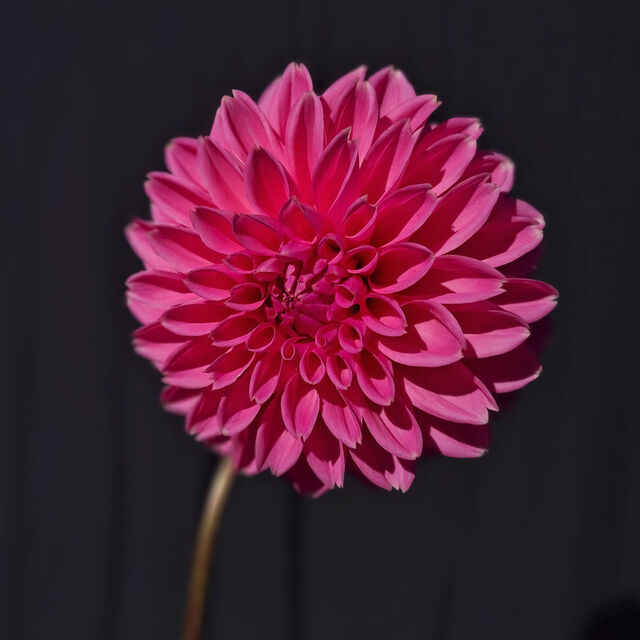 Pink Special tips