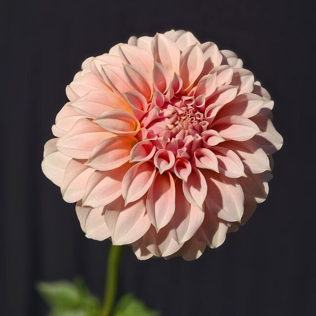 Peaches and Cream
