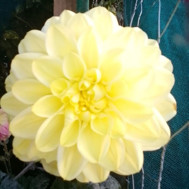Lemon Cream Decorative