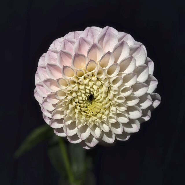 Pink Pearl