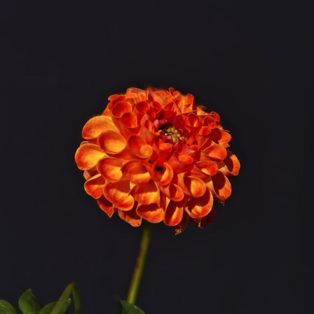 Mystery Name Pompom Orange