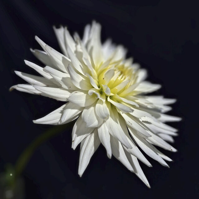 White Cactus