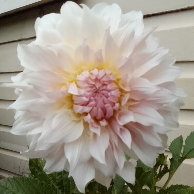 Mystery ivory pink  Large decorative