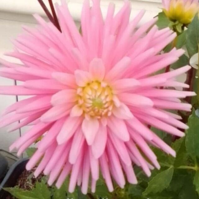 Hollyhill Cotton Candy