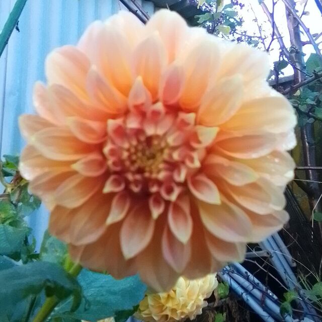 Orange Peaches and Cream