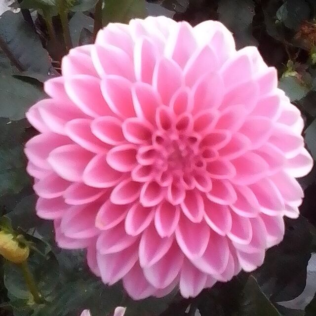 Pink Sylvia (aka Sandra)