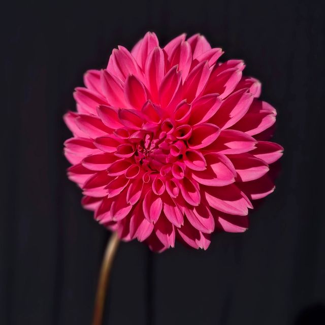 Pink Special tips