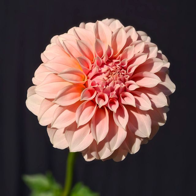 Peaches and Cream