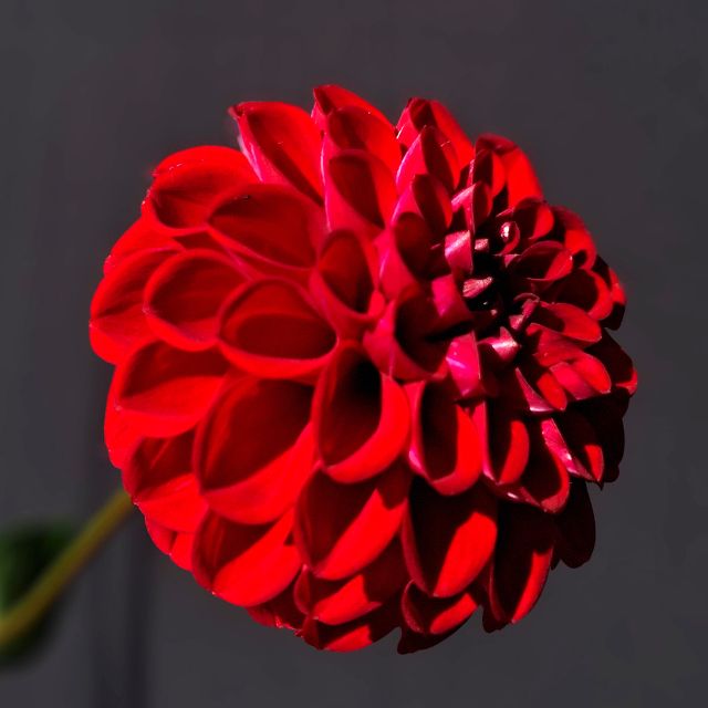 Cornel Red