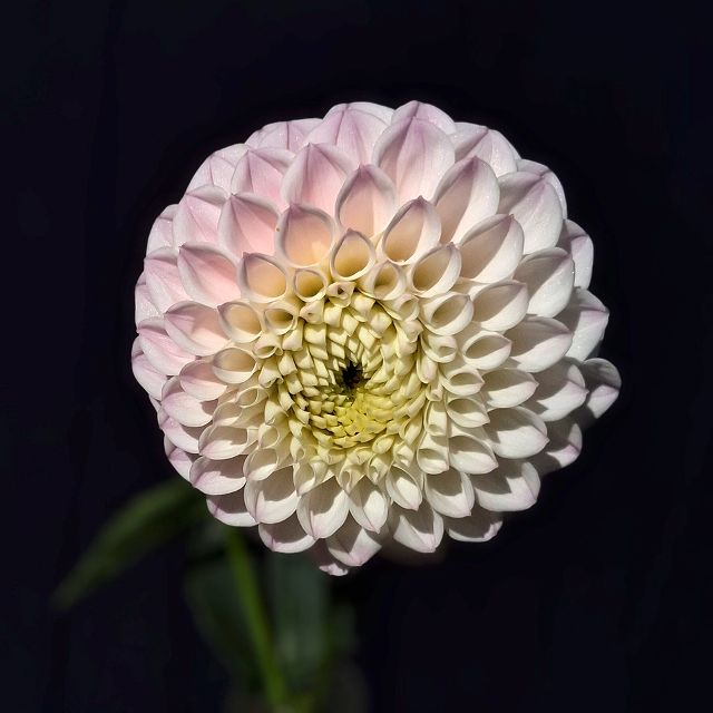 Pink Pearl