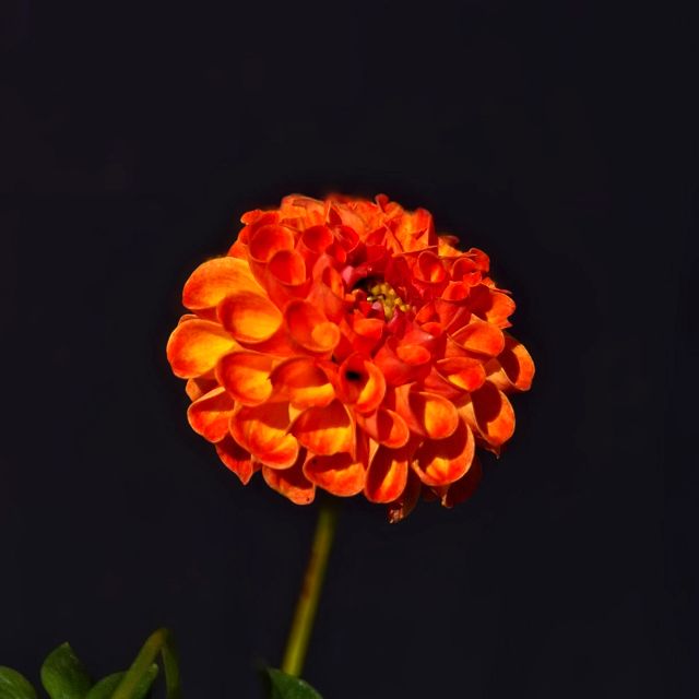 Mystery Name Pompom Orange