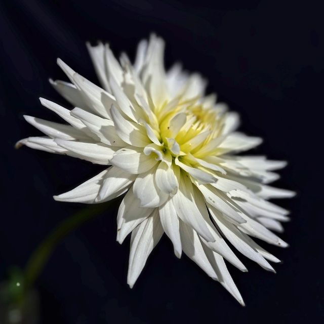 White Cactus